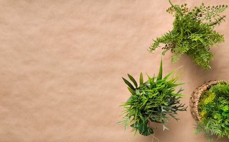 Grassy evergreen plants on craft paper background, copy space, top viewの写真素材
