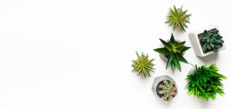 Mini succulent plants in pots isolated on white background with empty space, top viewの写真素材