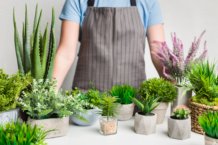 Defocused photo of gardener with evergreen plants in pots, cropの写真素材