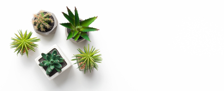 Different succulent and cacti plants in pots on white background with copy spaceの写真素材