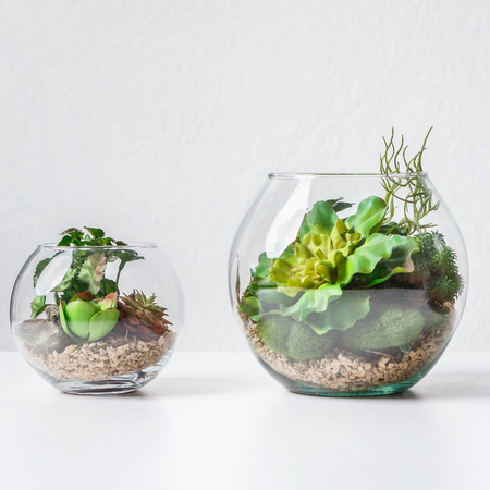 Succulent plants in two florarium vases over grey wallの写真素材