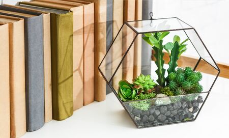 Florarium vase with succulent plants standing on book shelf.の写真素材