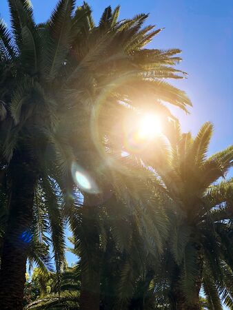 Sun shining through palm trees with reflections against blue skyの写真素材