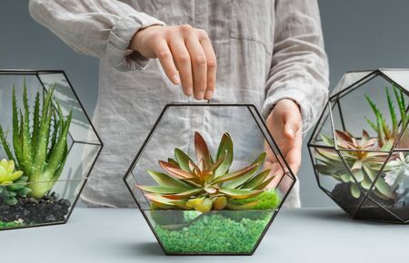 Woman holding geometric florarium vase with mini succulent garden. Professional florists service conceptの写真素材