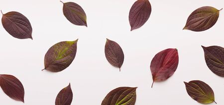 Creative autumn background with dark colored small leaves fallen on white, panoramaの写真素材