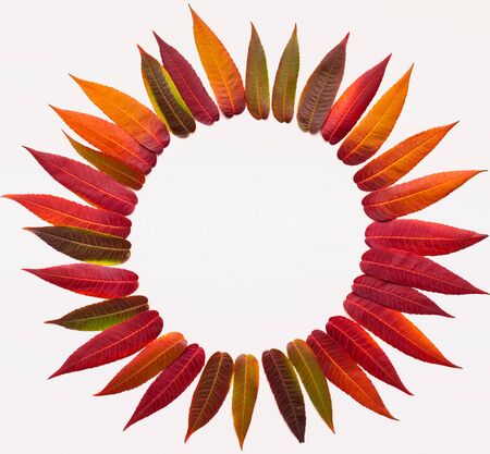 Autumn in colors concept. Round frame in sunflower shape of willow colored leaves on white background, blank spaceの写真素材
