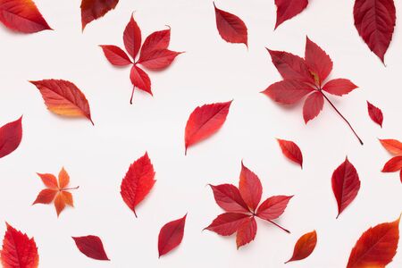 Flat lay of bright red fallen leaves for autumn background on whiteの写真素材