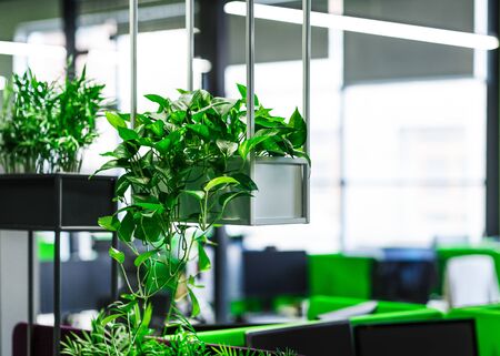 Empty interior of modern coworking office with green plants and big windowsの写真素材