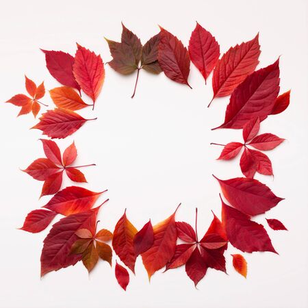 Creative frame with white copy space of red fallen autumn leaves on white backgroundの写真素材