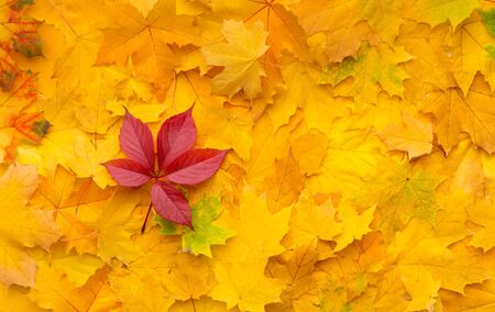 Leadership concept. Bright fallen red maple leaf on autumn yellow backgroundの写真素材