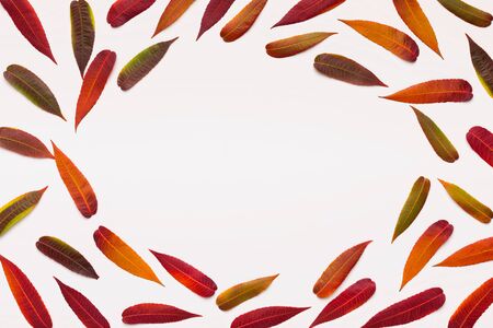 Oval frame for advertisement of colored willow fallen leaves on white background