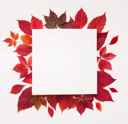 Red autumn fallen leaves with square blank space inside for advertisement on white backgroundの写真素材
