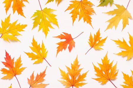 Autumn background with orange and yellow maple fallen leaves on whiteの写真素材