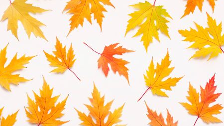 Autumn   with Set of colored fallen maple leaves on white, panoramaの写真素材