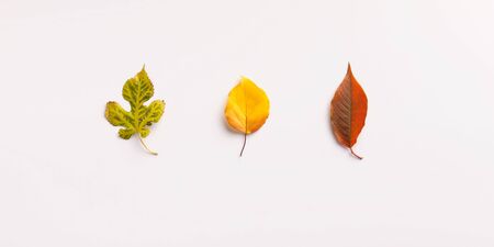 Bright colors of autumn. Three colored different leaves isolated on white background panoramaの写真素材
