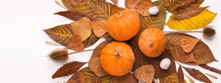 Autumn colors. Close up of golden herbarium with pumpkins on white background, panorama