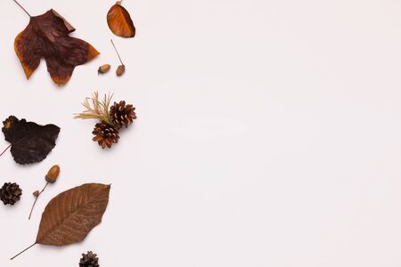 Brown colored creative autumn flat lay of brown leaves and cones on white background with copy space
