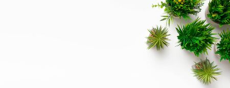 Decorative grassy plants in pots on white background with copy space, top view, panorama