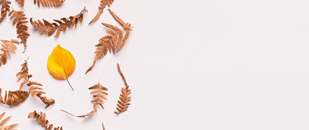Autumn flat lay composition of fallen leaves on white background, frame for text, panorama, copy spaceの写真素材