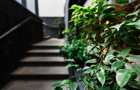 Ecology design interior. Fresh green plants in pot decorate modern stairs to cafe, panoramaの写真素材