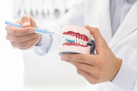 Hands of dentist doctor showing how to brush teeth using jaw model, cropped