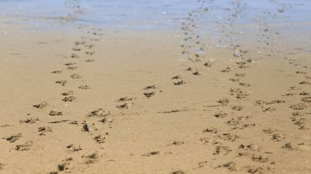 Dog footprints step on beach sand, free spaceの写真素材