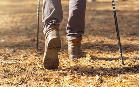 Cropped image of man hiking with trekking poles, forest background, back view
