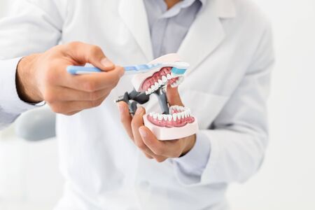 Close up of dental plastic jaw in man dentist hands, doctor teaching brushing teeth