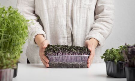 Female hands carrying plastic pot with sprouted seeds or microgreens, panorama, copy space