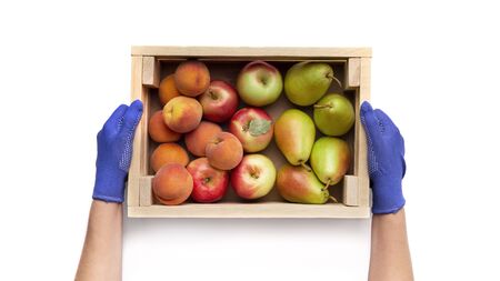 Farm products. Woman collecting fresh fruits from garden into eco wooden box isolated on white background, panoramaの写真素材