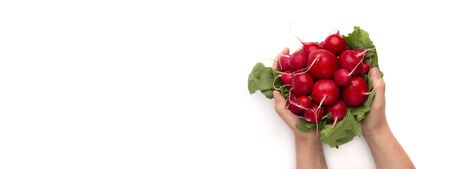 Woman holding fresh organic radish in hands isolated on white background, panorama, copy space
