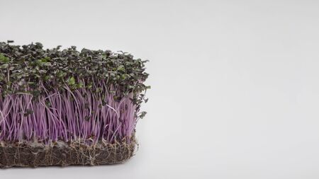 Microgreens concept. Purple Sprouted seeds isolated on white background, panorama, copy space