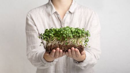 Fresh and healthcare. Woman holding eco microgreens over white background, panorama, copy space