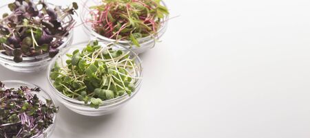 Addition to fresh and healthy salads. Different Micro greens in glass plates on white background, panorama, copy spaceの写真素材