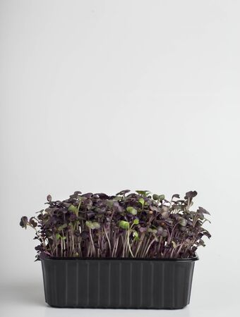 Healthy nutrition concept. Red cabbage microgreens on white background, copy spaceの写真素材