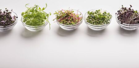 Choose your color. Fresh seedlings or microgreens in glass plates on white background, copy spaceの写真素材