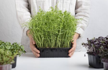 Woman showing microgreens sprouts in plastic box over white background, useful for healthy nutritionの写真素材