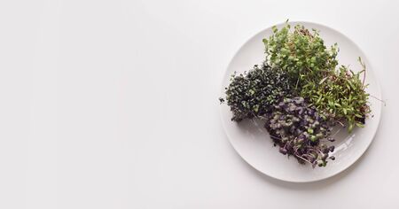 Dietary nutrition. Four types of microgreens in plate on white background, panorama, advertisement, copy spaceの写真素材
