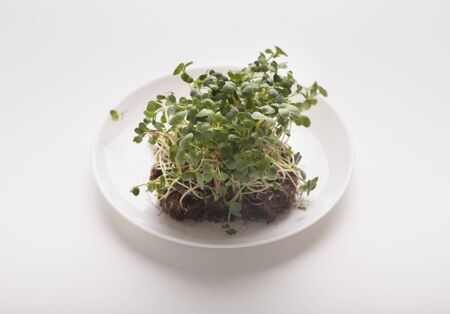 Restaurant ad. Micro greens seeds with soil on plate on white background, panorama, copy spaceの写真素材