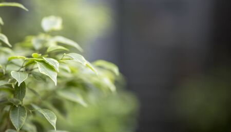 Young green plant outdoor, blurred background, copy space, panorama