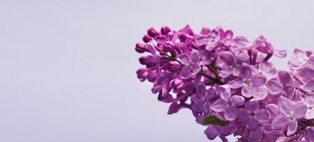 Lilac flower branch against sky background, copy spaceの写真素材
