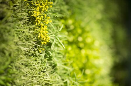 Eco cafe interior. Green living wall of plants, abstract background, blurred motion, copy space