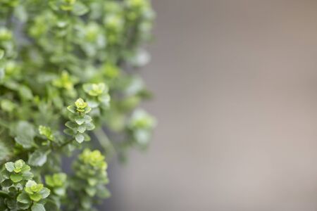 Green living plant leaves over gray blurred background, copy space, eco concept
