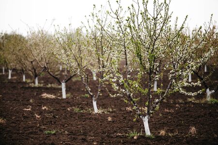 Blooming gardens. Flowers on fruit trees, brown earth, tree in focus. Awakening of natureの写真素材