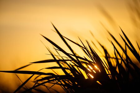 Close up of grass on sunset