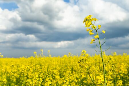 Bright summer day. Cloudy blue sky and field of yellow flowers, free space