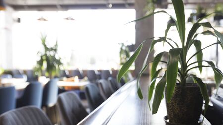 Green plant in stylish cozy cafe interior, blurred background, panorama, copy spaceの写真素材