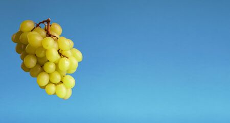 Green juicy ripe grapes on blue background, panoramaの写真素材