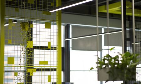 Loft office interior. Living Green plant in modern office over yellow wall, copy space, blurred backgroundの写真素材