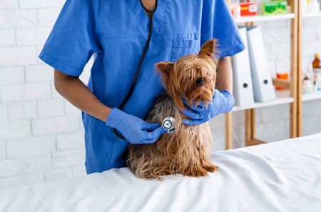 Unrecognizable young veterinarian with stethoscope checking dogs heartbeat in vet clinic, close up of handsの写真素材
